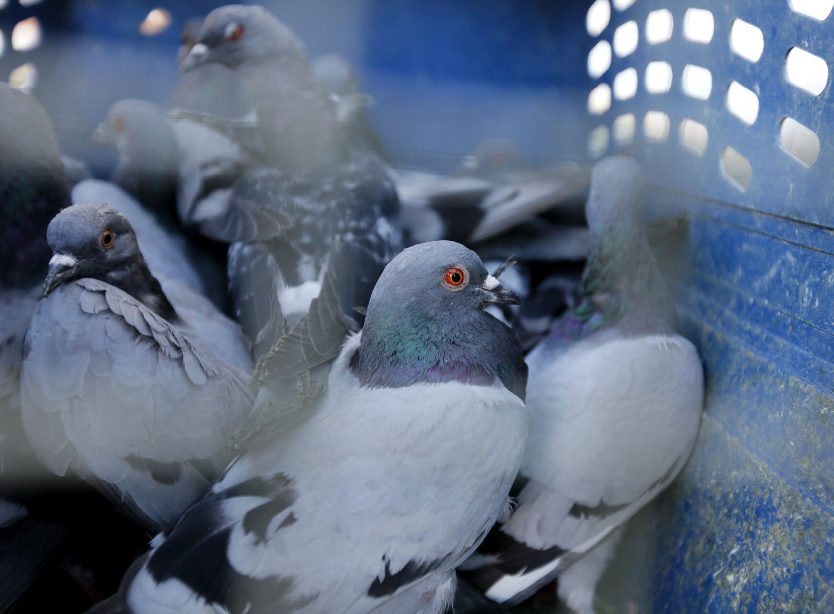 Pigeons